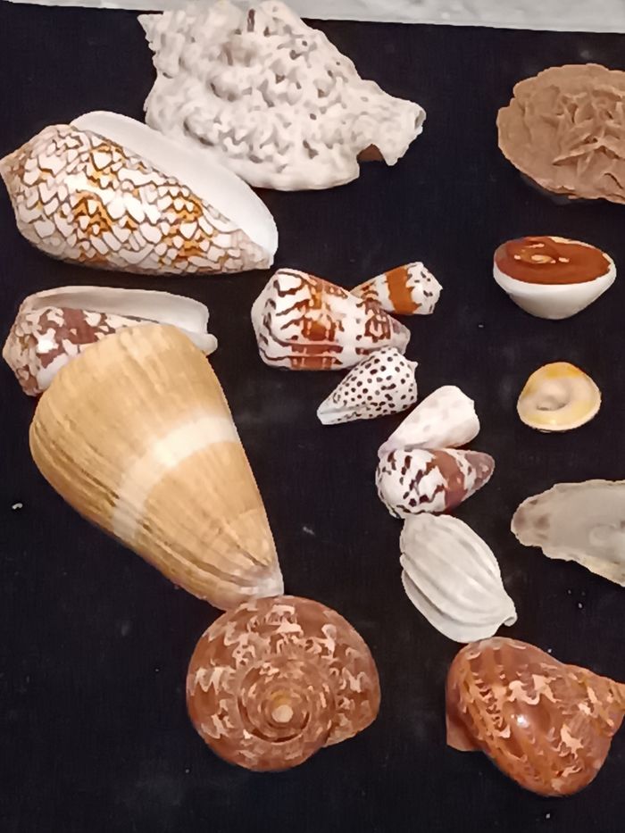 Coquillages  Ste Lucie rose des sables - photo numéro 10