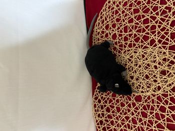 Doudou rat noir IKEA