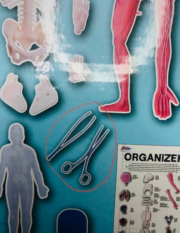 Squishy Human Body - Squelette humain - photo numéro 6