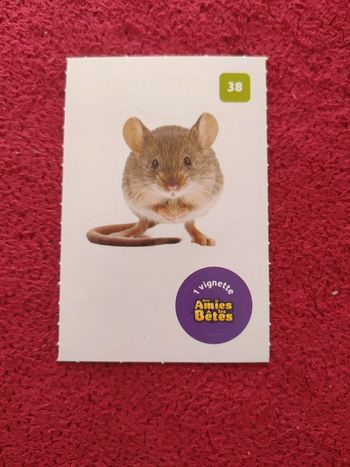 Carte nos amies les bêtes