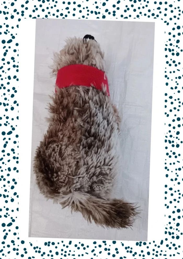 Marmotte - photo numéro 3