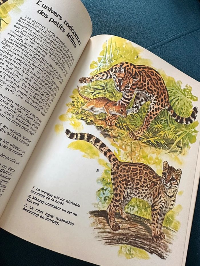 1981 Livre ancien rare Les Animaux Prédateurs Robert Dallet Lito Paris illustrateur Hermès - photo numéro 5