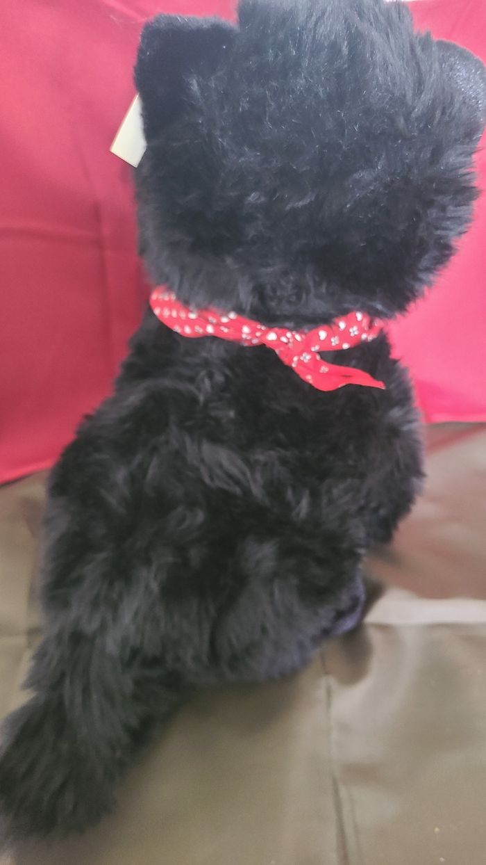 Chien Scottish Terrier Noir - photo numéro 5