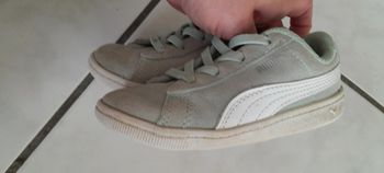 Puma vert d'eau