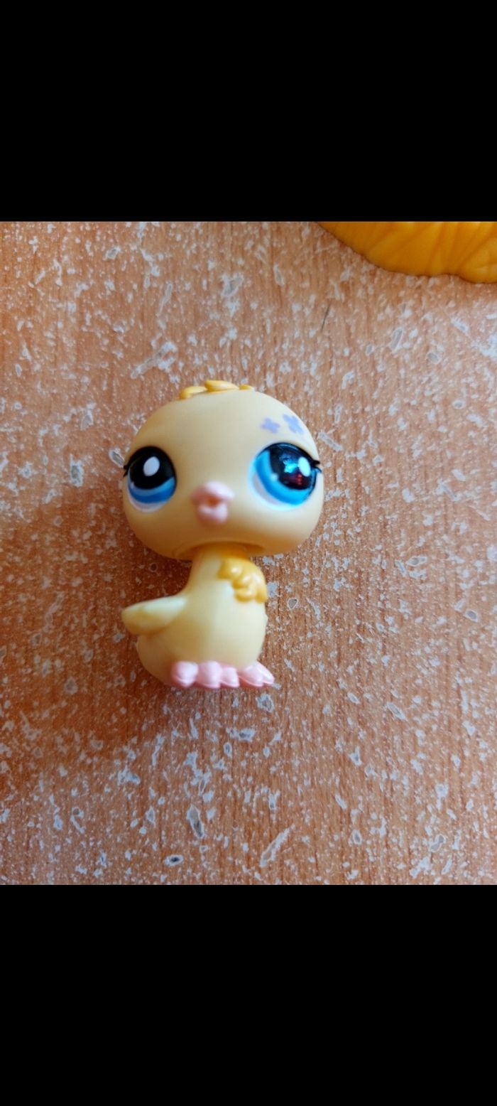 Pet shop poussin - photo numéro 2