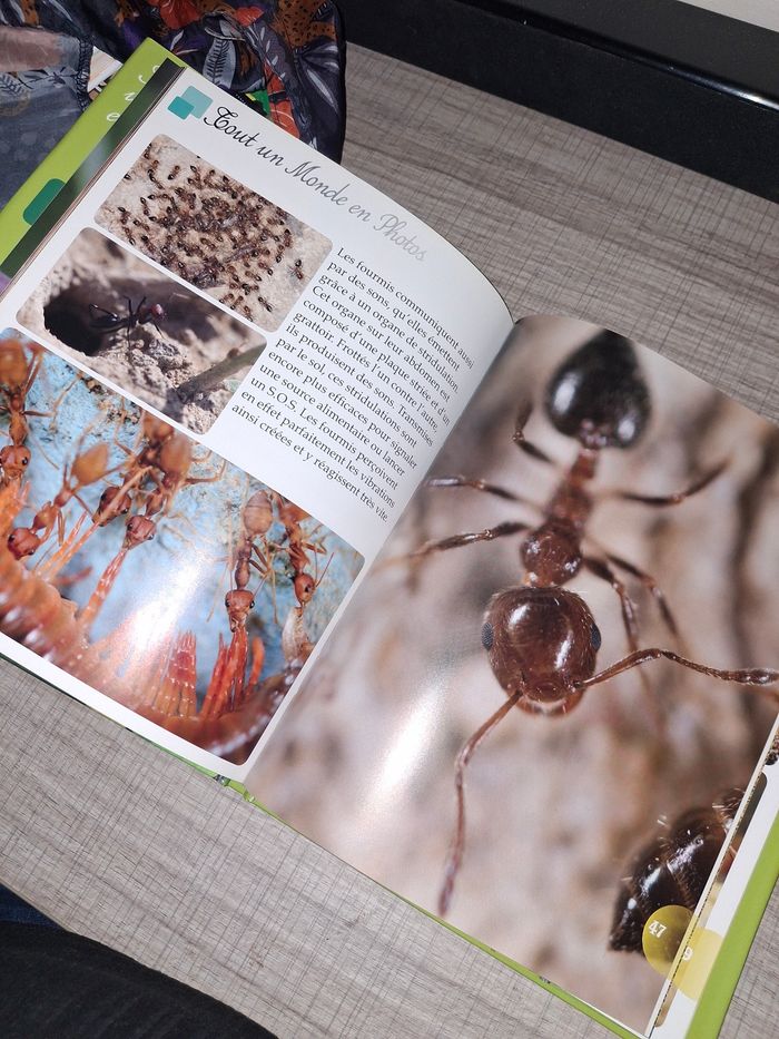 Livres animaux Les fourmis - photo numéro 2