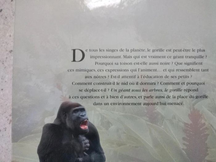 Un géant sous les arbres le gorille - photo numéro 3