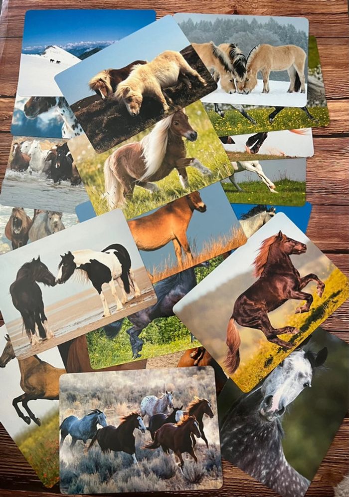 Chevaux fleurus - photo numéro 8