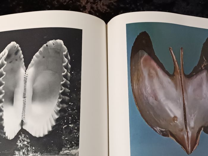 Les coquillages - photo numéro 6