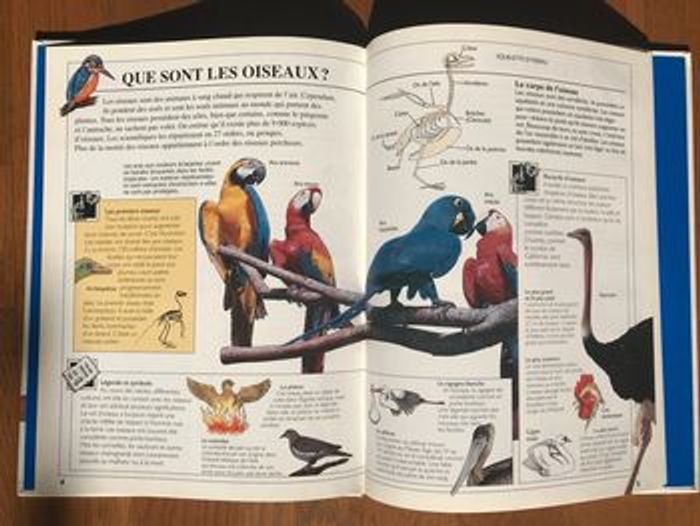 « Pleins feux sur » Les oiseaux - Gamma Jeunesse - photo numéro 3