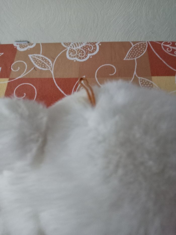 Peluche - photo numéro 3