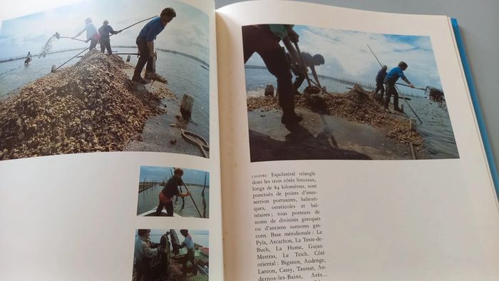 Fou de Bassin d'Arcachon - photo numéro 8