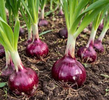 80 graines oignon rouge + 31 variétés disponible 