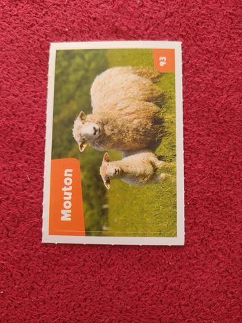 Carte nos amies les bêtes