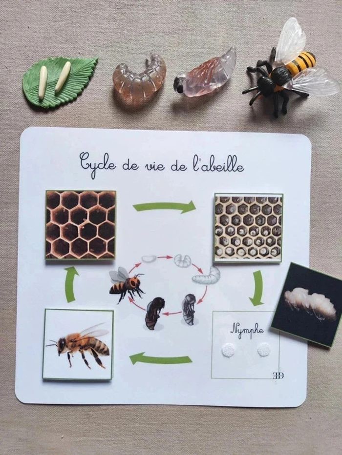 Kit cycle de vie d'une abeille Montessori - photo numéro 2