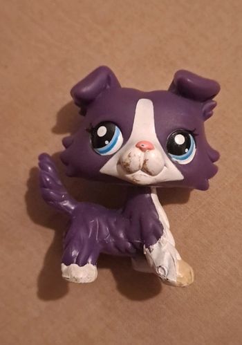 Petshop colley