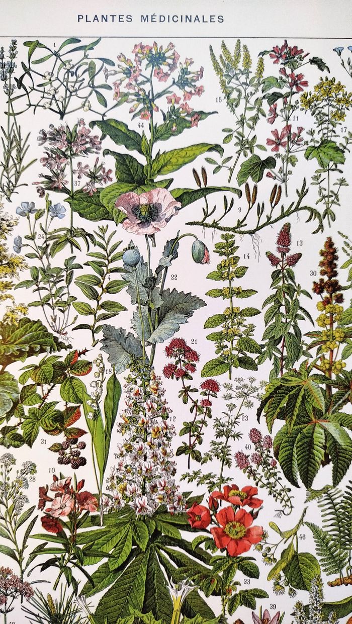 🍃 Affiche sur les plantes médicinales "gui", d'après une lithographie de 1928 - photo numéro 3