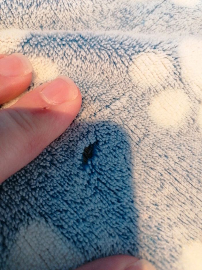 Couverture Chase - photo numéro 5