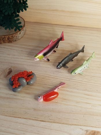 Figurine cycle de la vie du poisson saumon Animal de la rivière