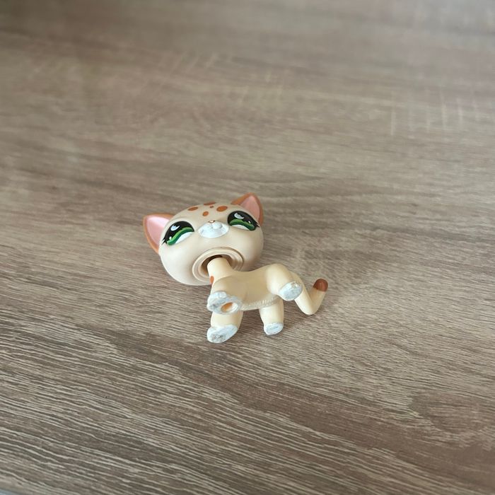 Petshop Chat Européen #852 - photo numéro 3