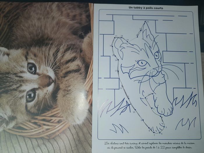 posters à colorier les chatons - photo numéro 7