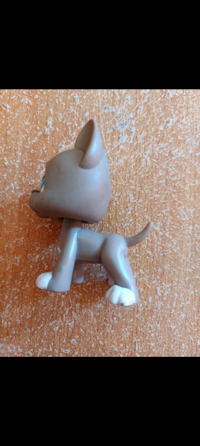 Pet shop chien danois - photo numéro 2