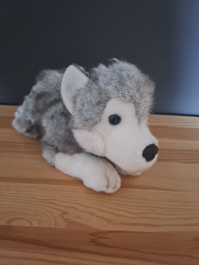 Husky coucher - photo numéro 3