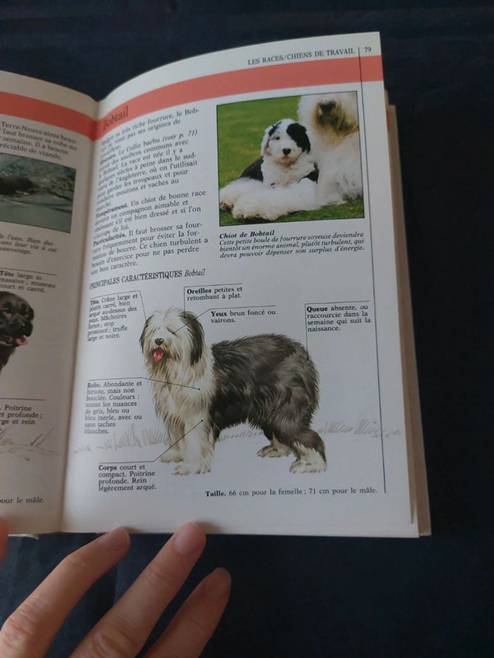 Vous et votre chien - photo numéro 7