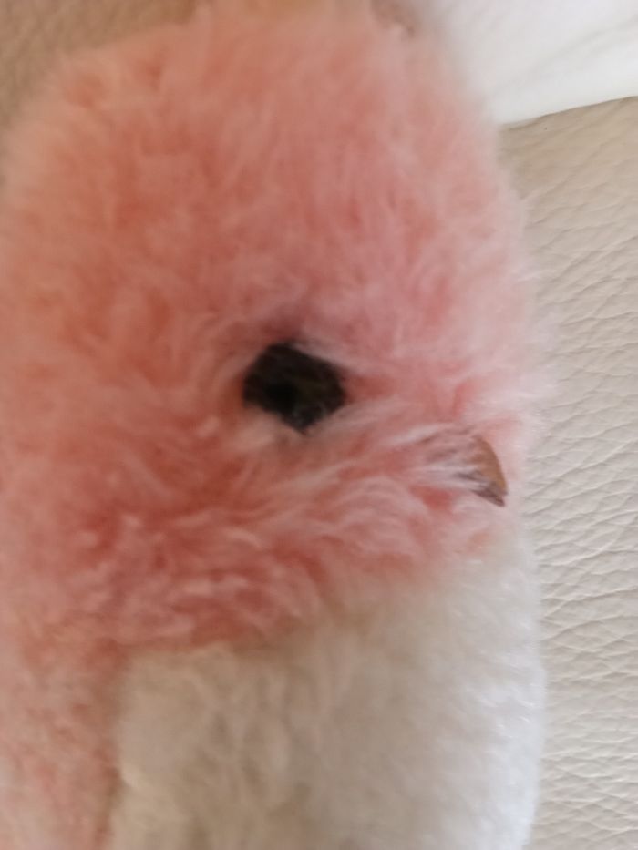 Peluche oiseau Boulgom doudou vintage ancien blanc et rose rayures rayé premier modèle d'occasion  le bruit est HS mécanisme présent intérieur tâche sur ruban - photo numéro 4