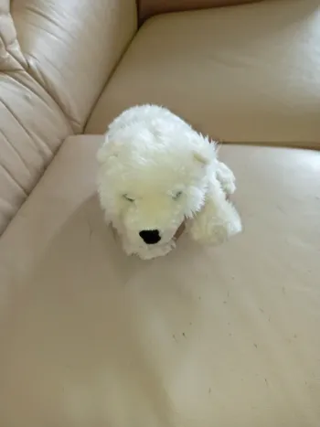Petit ours blanc