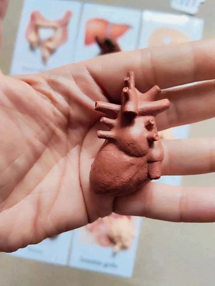 Cartes de nomenclature des organes du corps humain + figurines - photo numéro 8