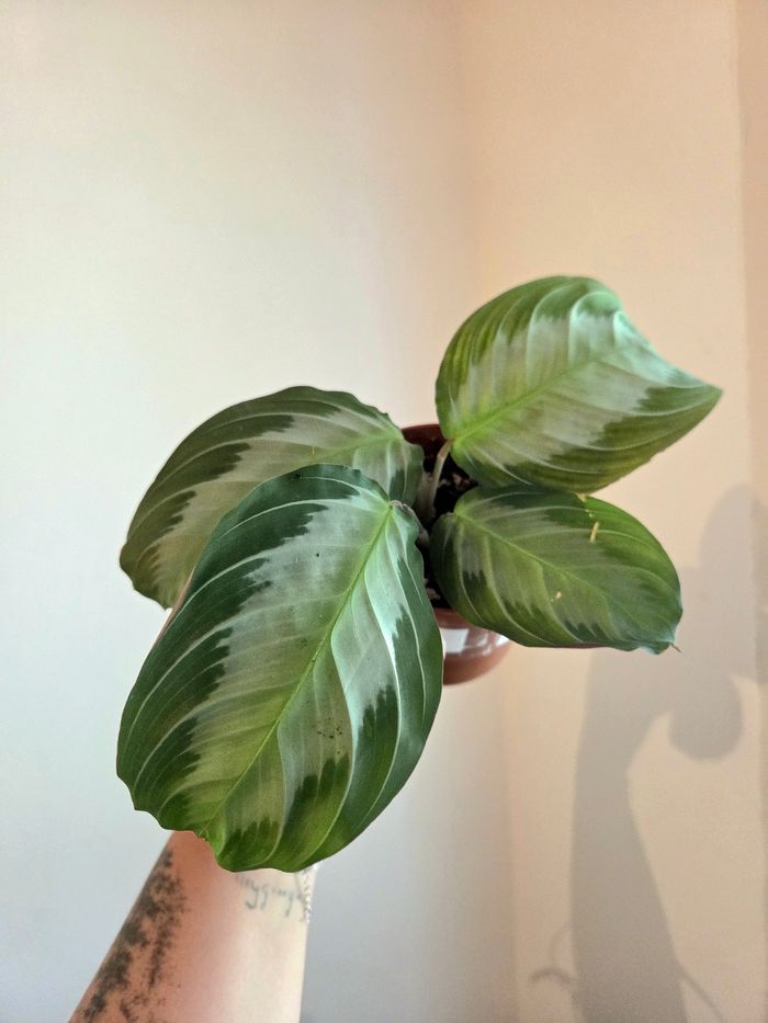 Maranta Silver Band (plante) - photo numéro 2
