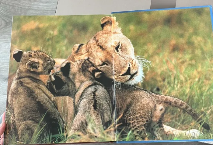 Livre les bébés animaux - photo numéro 6