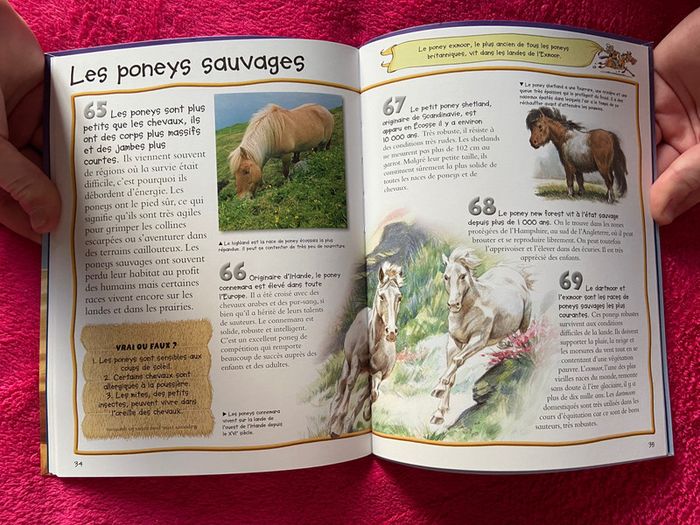 100 infos à connaître sur les chevaux - photo numéro 3