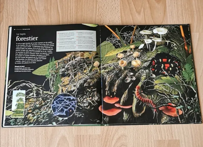 Livre encyclopédie La forêt vierge, à la loupe - photo numéro 4