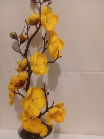 Arbuste fleurs de cerisiers 