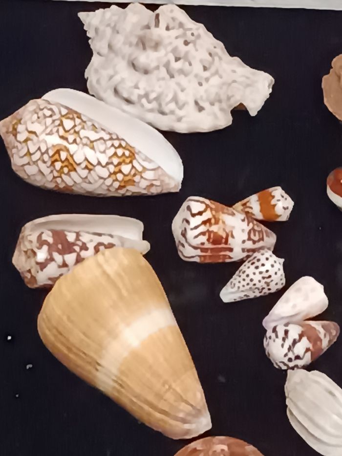 Coquillages  Ste Lucie rose des sables - photo numéro 6
