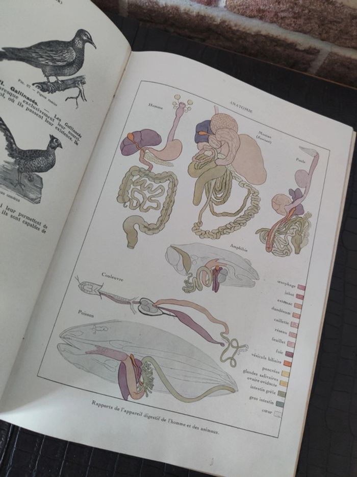 Nouvelle Encyclopédie autodidactique illustrée d'enseignement moderne - Tome 1 - photo numéro 9