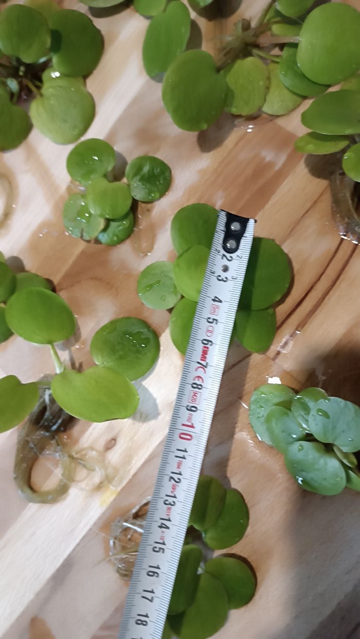 Lot de 18 laitues plantes flottantes aquarium - photo numéro 7