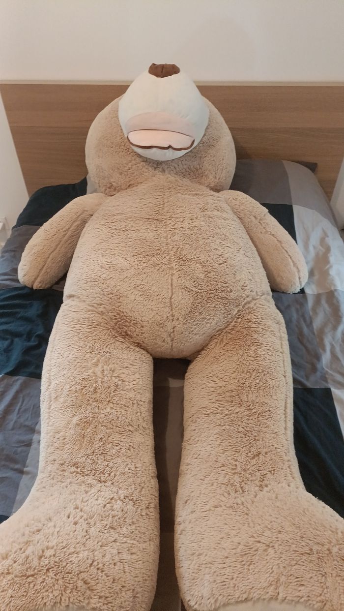 Ours géant - photo numéro 2