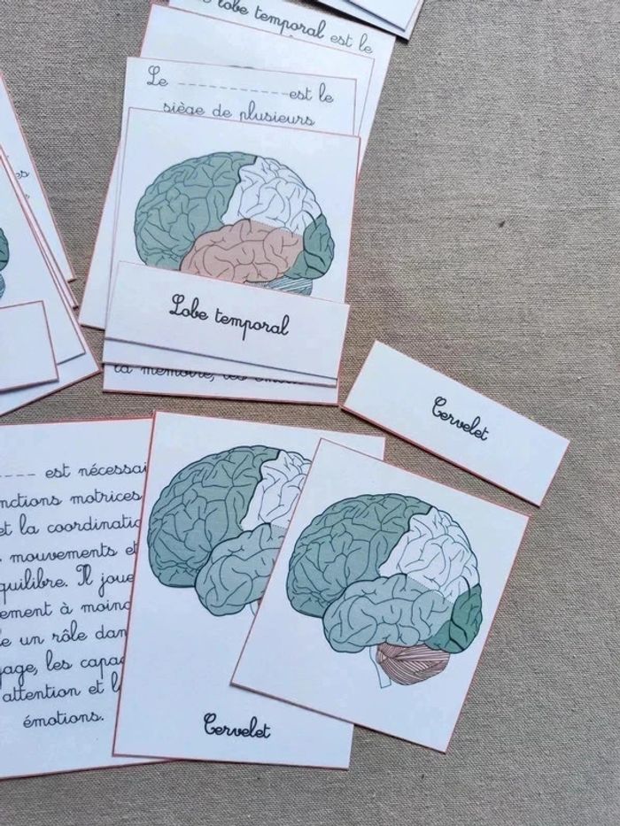 Cartes de nomenclature sur l'anatomie du cerveau Montessori - photo numéro 5
