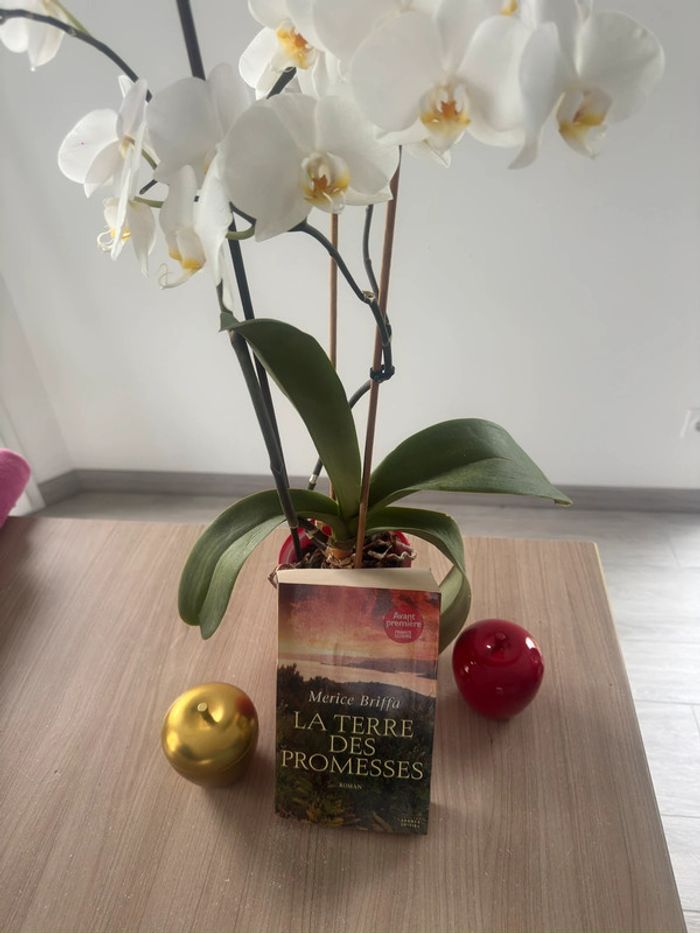 La terre des promesses - Merice Briffa