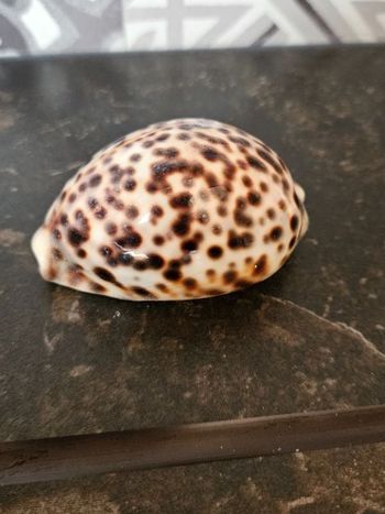 Coquillage cypraea tigris