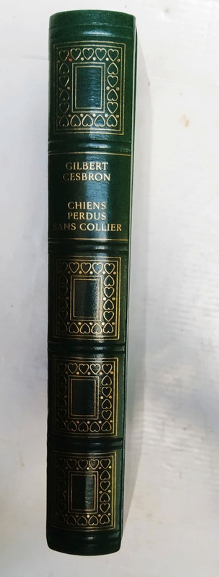 Chien perdu sans collier