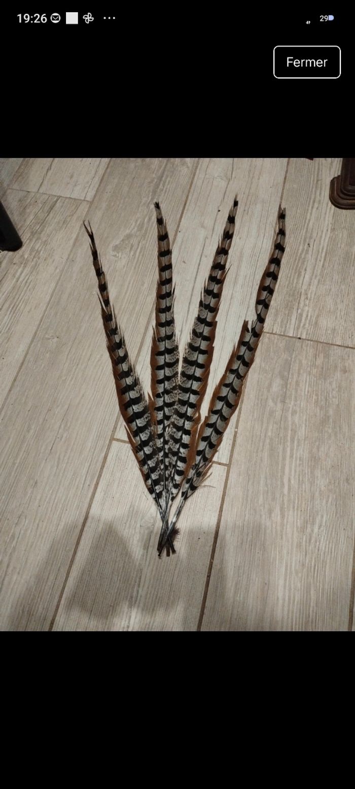 4 plumes faisan vénéré