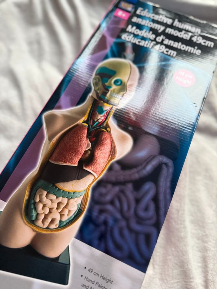 Model d’anatomie éducatif 49cm - photo numéro 7