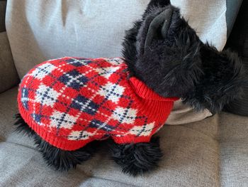 Peluches chien noir avec tricot