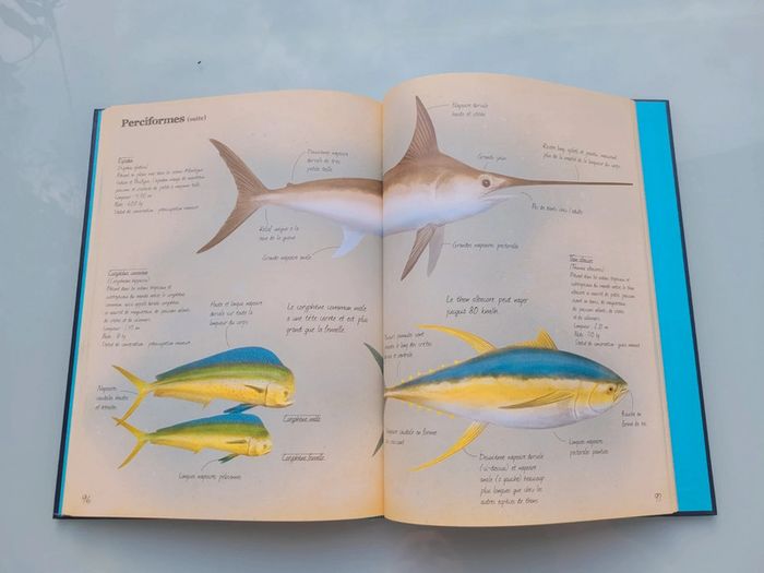 Très beau livre grand format : 🦈 Les Animaux Marins du Monde 🐋 Grenouille éditions (63) - photo numéro 9