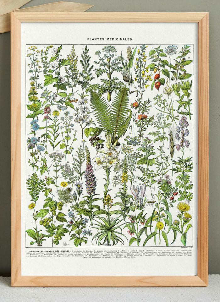 Affiche sur les plantes médicinales "absinthe", d'après une lithographie de 1928