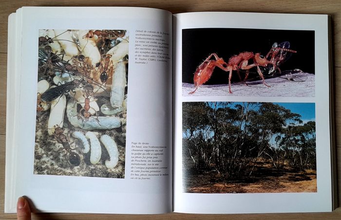 Voyage chez les fourmis - une exploration scientifique - photo numéro 10